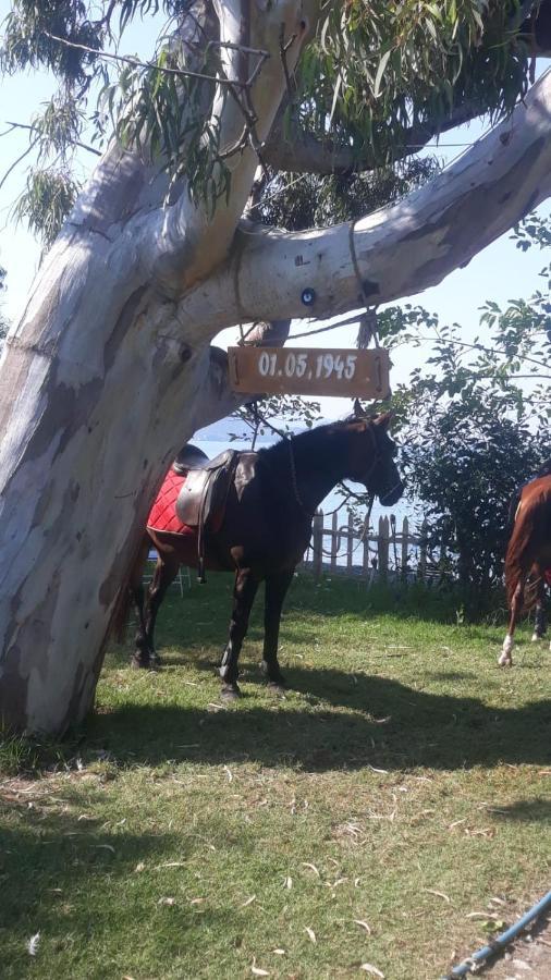 Okaliptus Butik Hotel Fethiye Kültér fotó